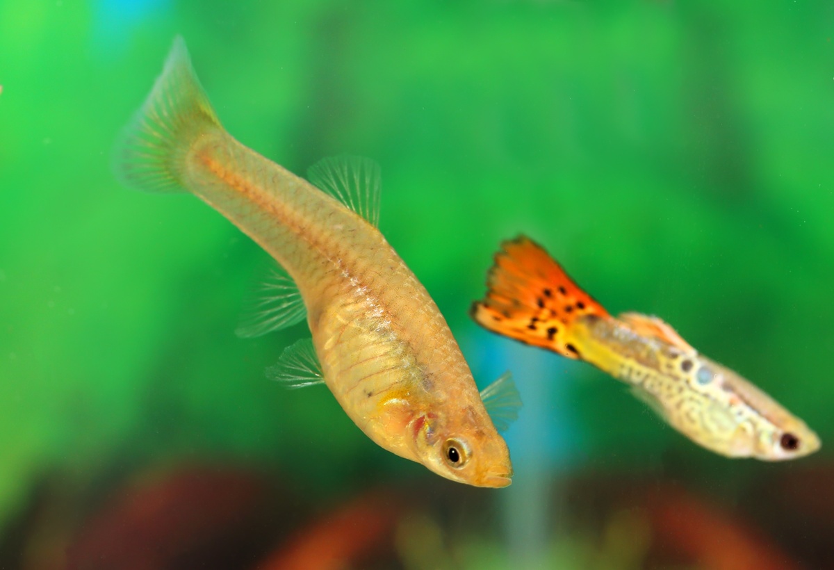 Outstandingly Amazing Facts About Guppy Fish 