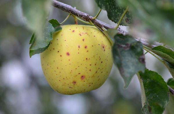 Yellow spotted apple