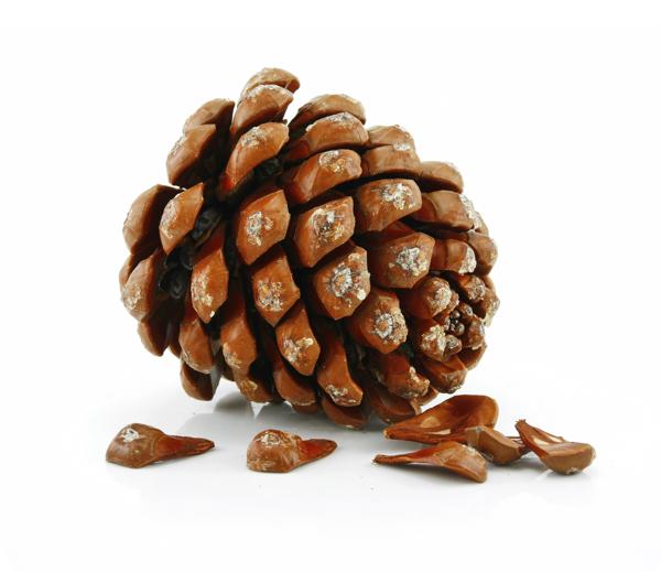 Nuts and Cone of Siberian Pine Isolated on White