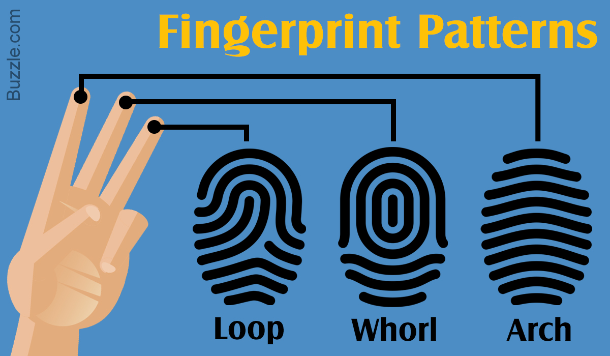 Image result for fingerprints types