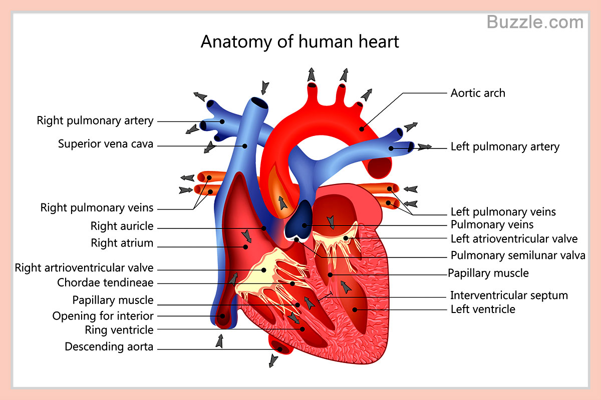 A Labeled Diagram of the Human Heart You Really Need to See