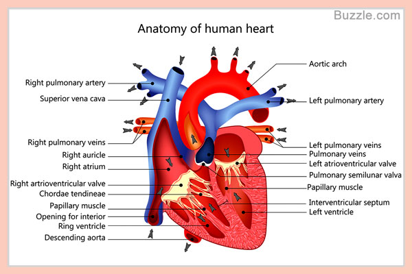 A Labeled Diagram of the Human Heart You Really Need to ...