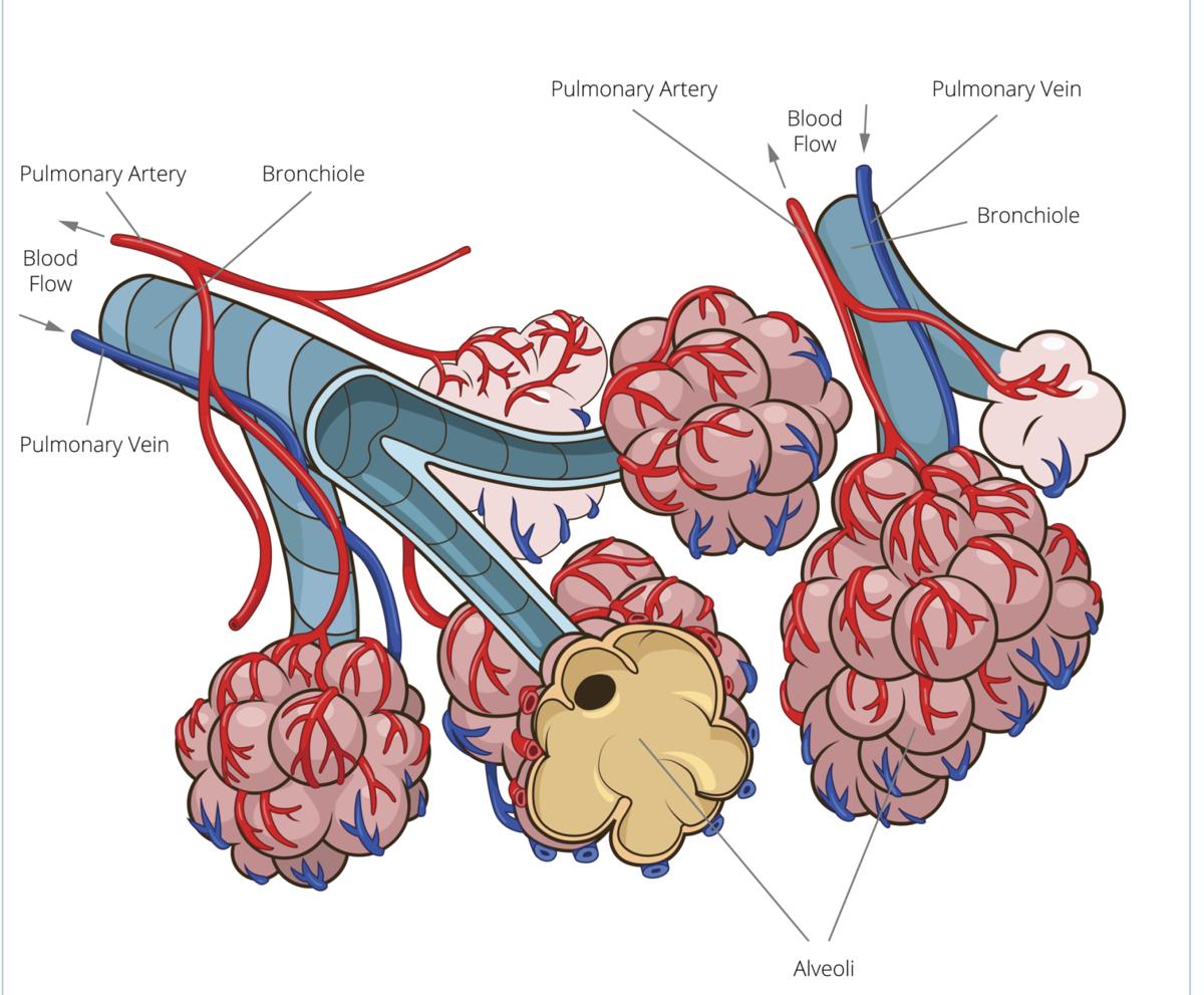 Organs Of The Respiratory System And Their Functioning