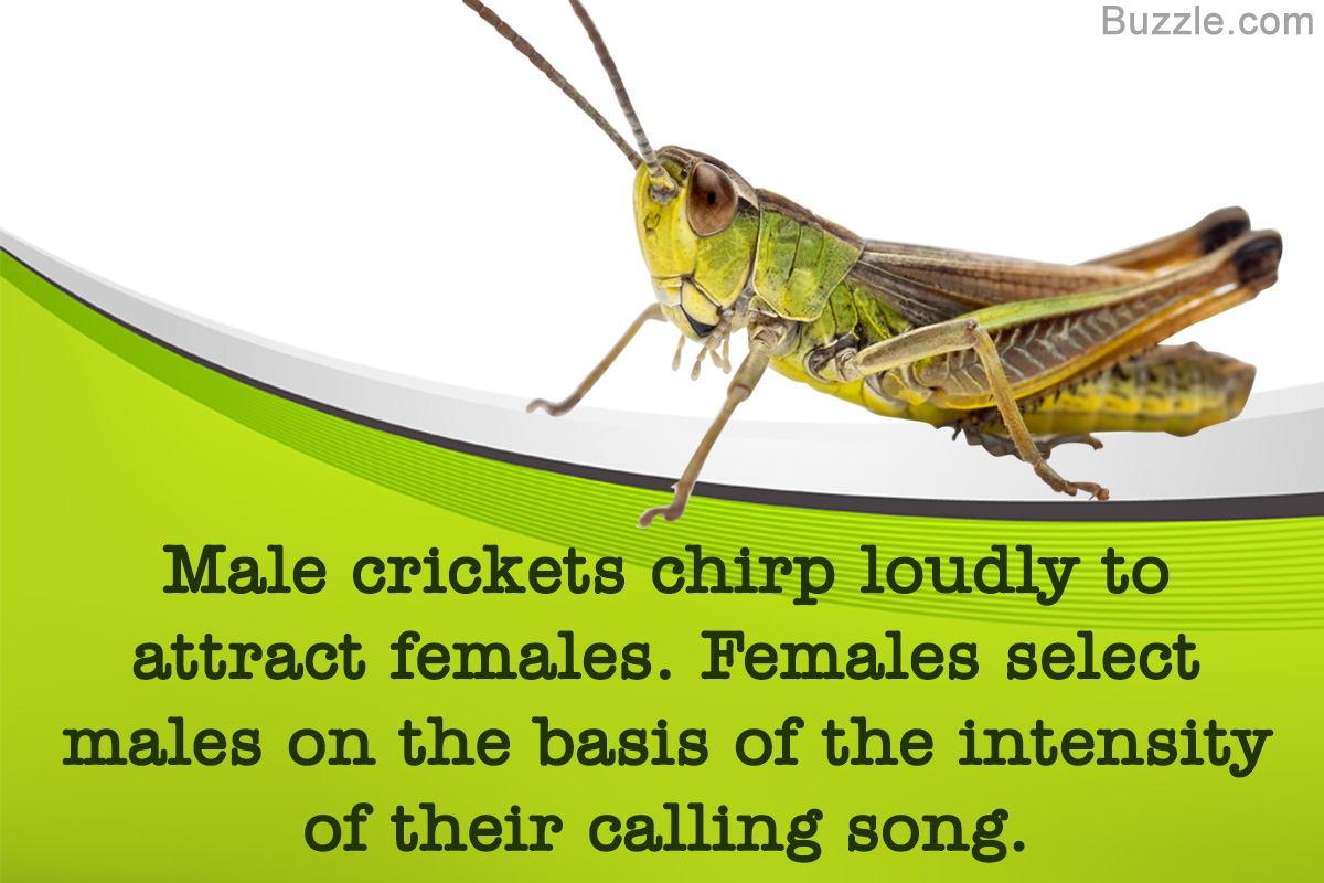Image result for male crickets vs female crickets