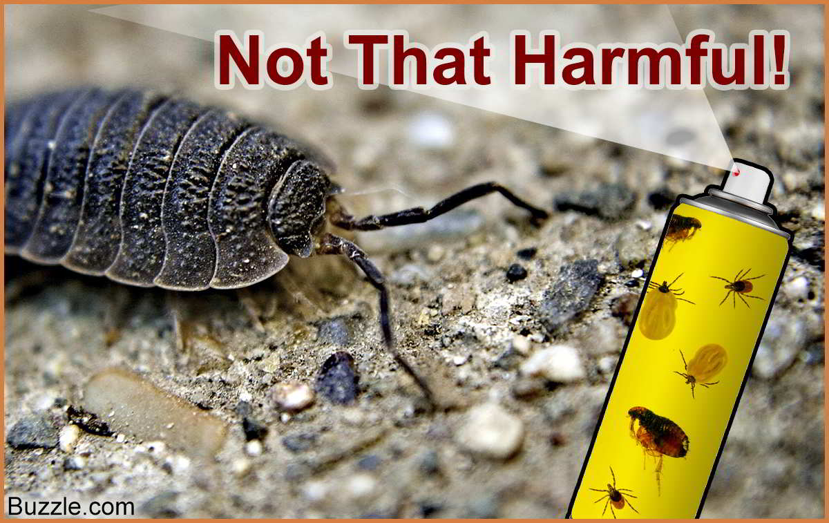 Potato Bug Facts That Ll Change Your Perception About Them