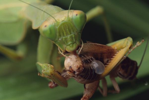 Praying Mantis Eating Locust
