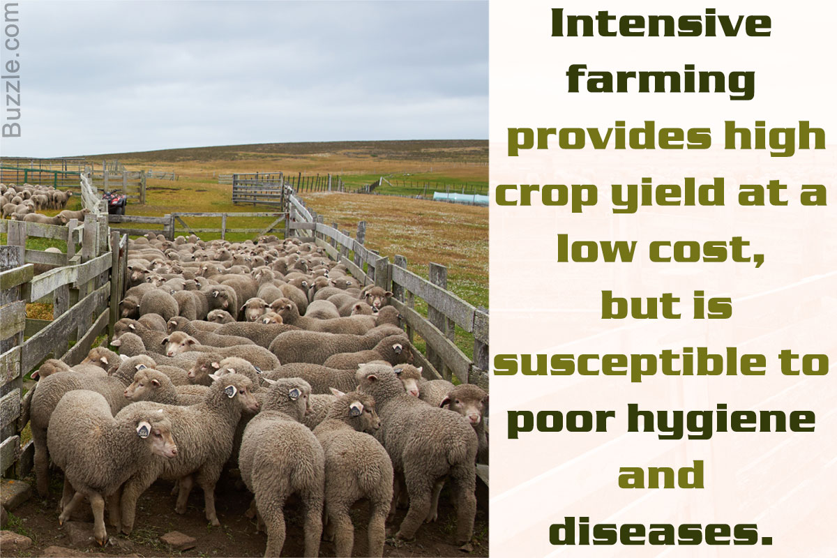 Advantages and Disadvantages of Intensive Farming