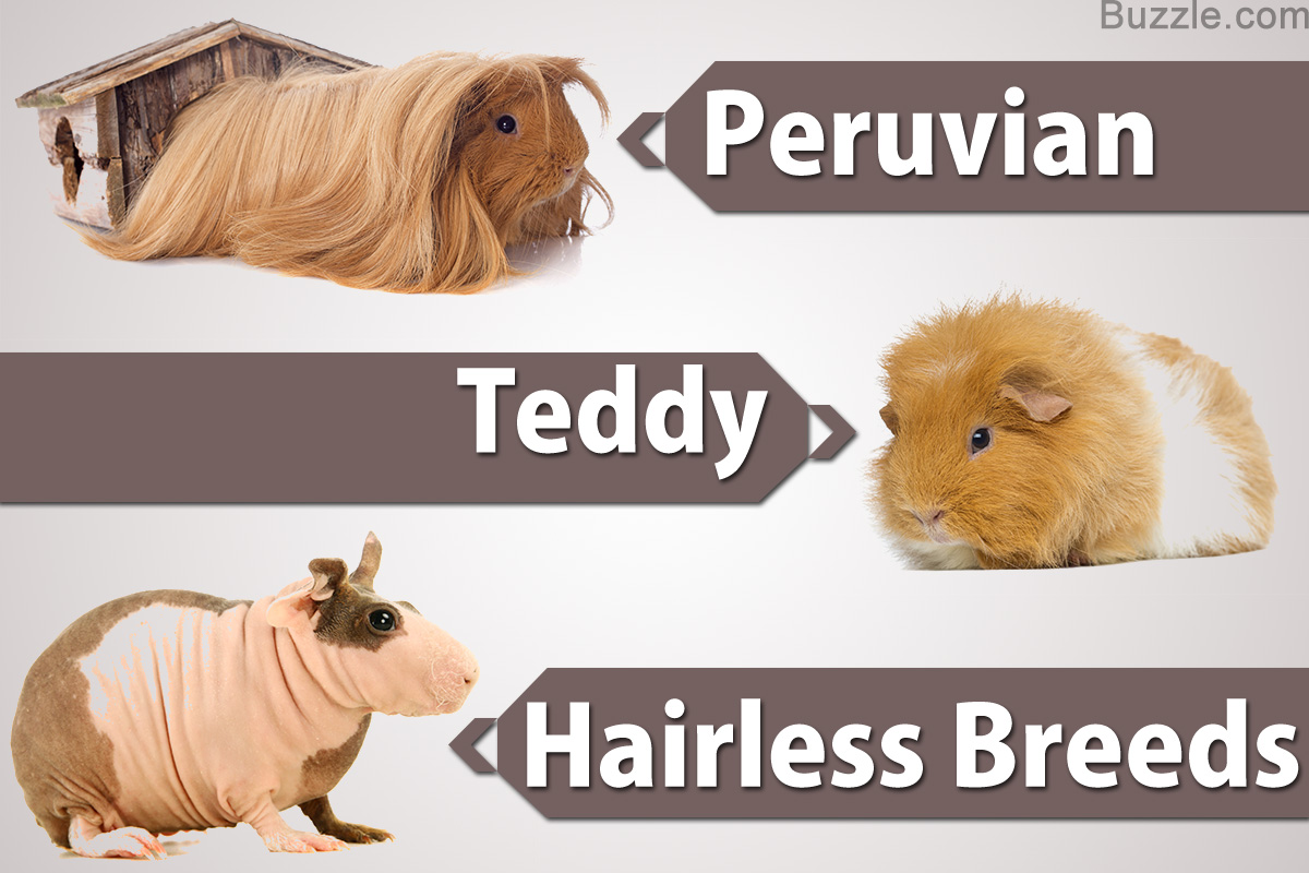 guinea pig breed list