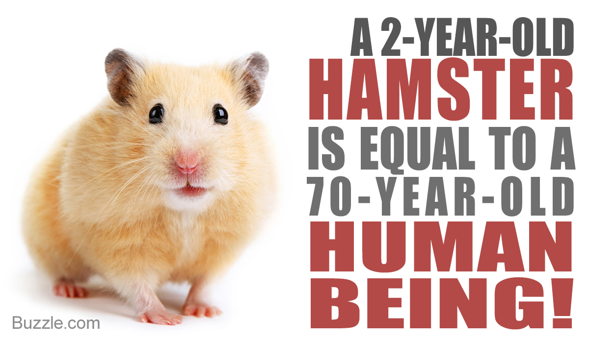 hamster years in human years