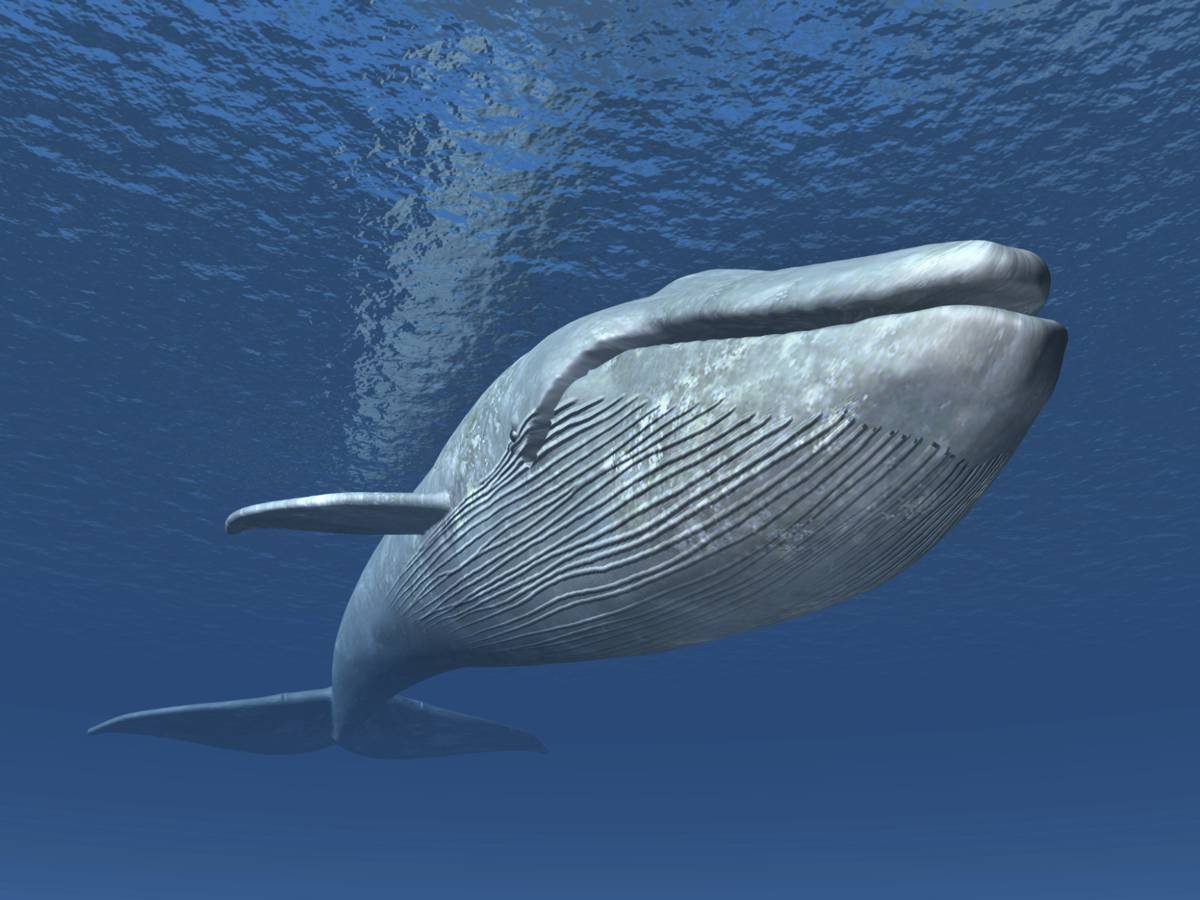Blue Whales Endangered 14