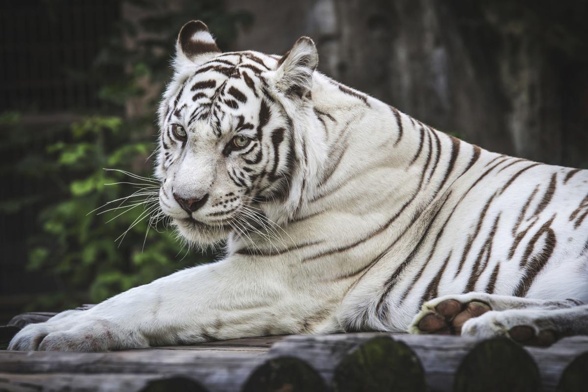 10 Animals With Beautiful Spots – Wow Amazing