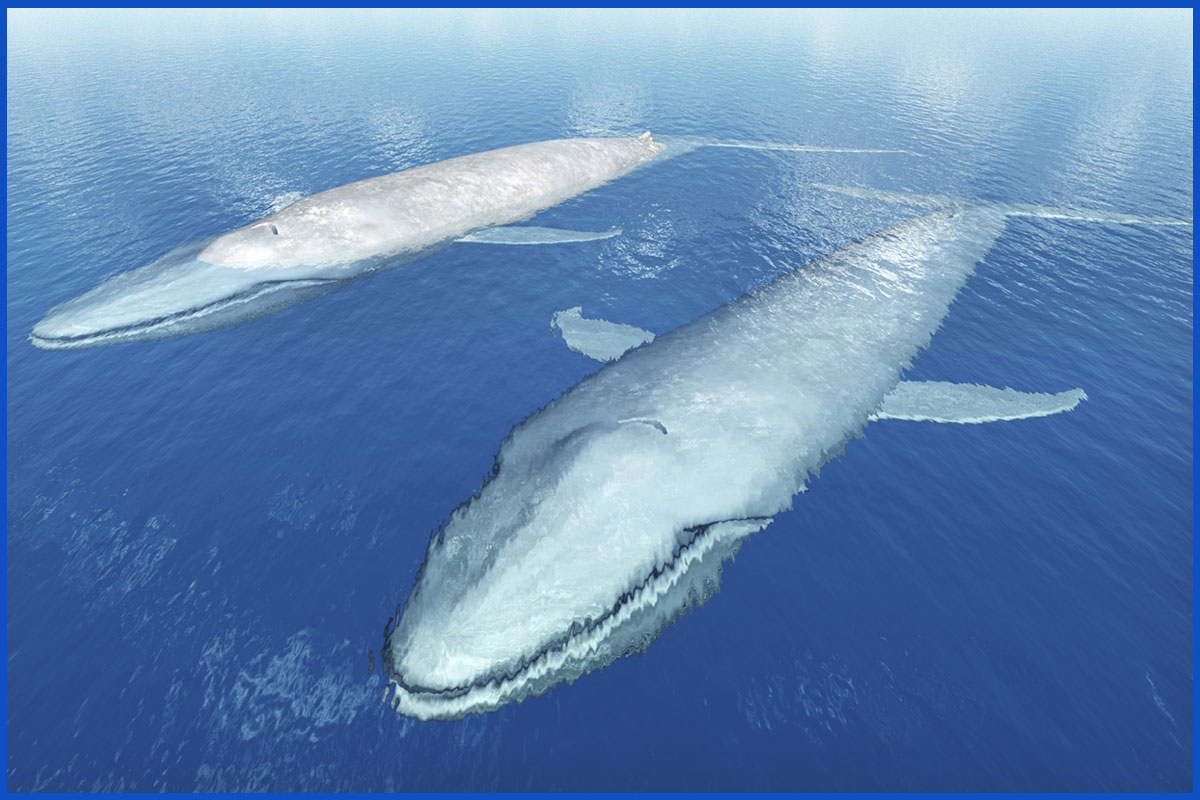 Pictures Of Blue Whale 16