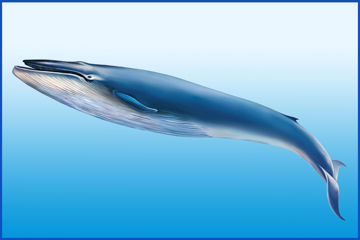 Blue Whale Facts: Breathtaking Gentle Giants of the Ocean - Animal Sake