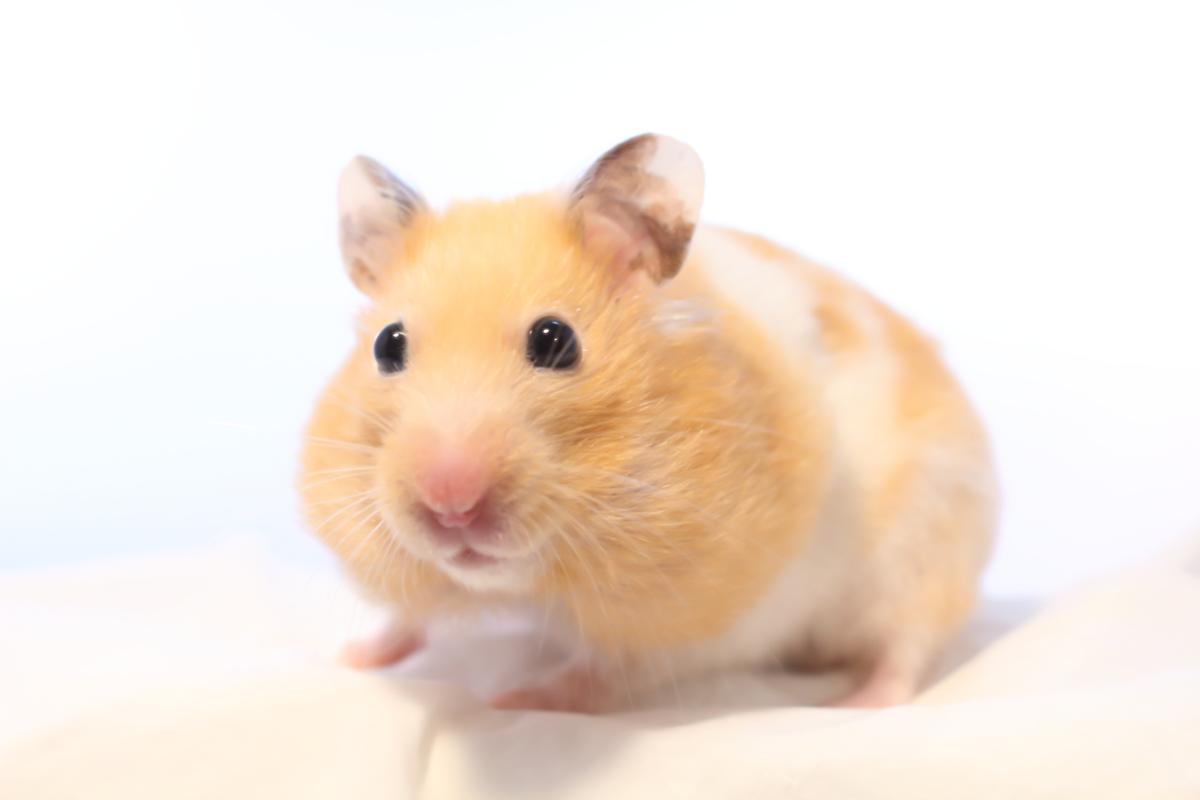 The Surprising Answer To What Is The Lifespan Of Hamsters Pet Ponder,Chinese Gender Calendar