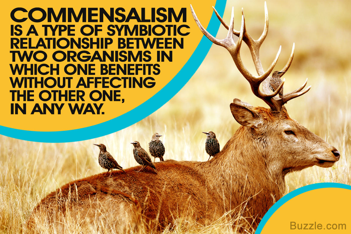 Commensalism Symbiosis Examples