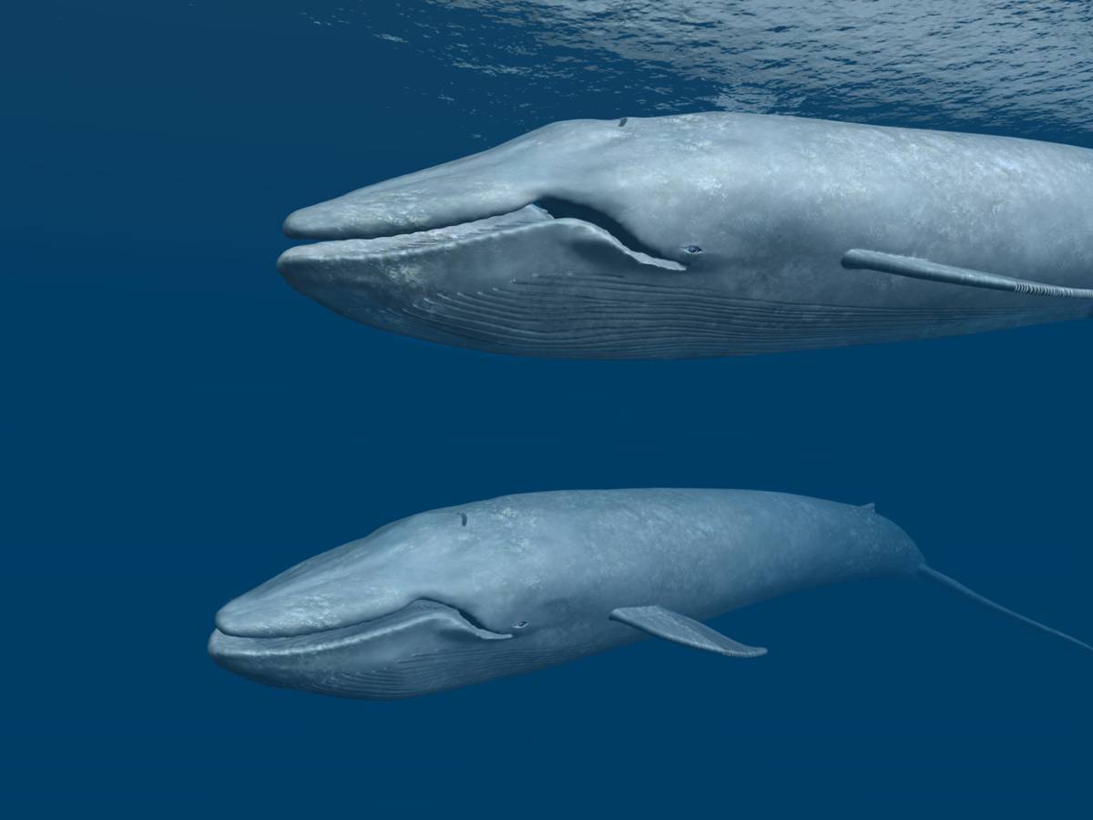 Blue Whales Endangered 57
