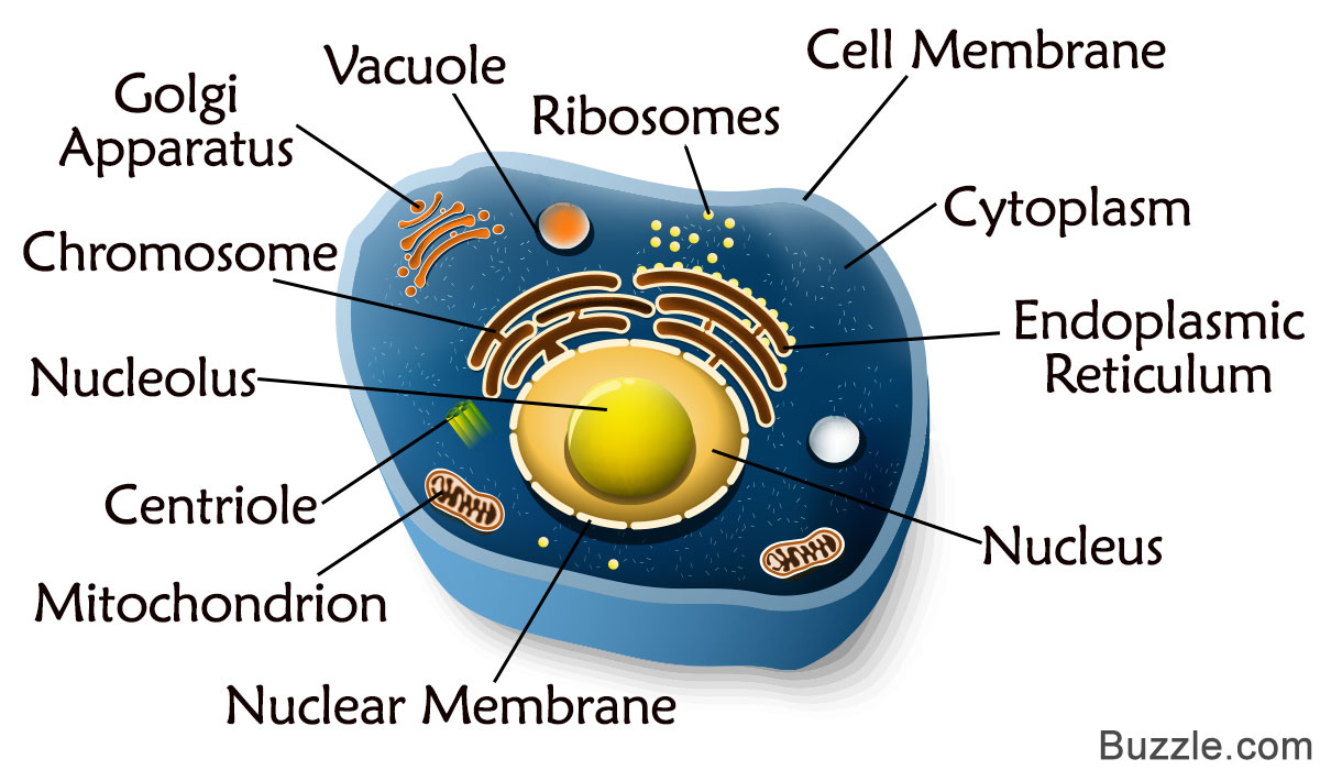   Animal cell structure and function. A Labeled Diagram of ...