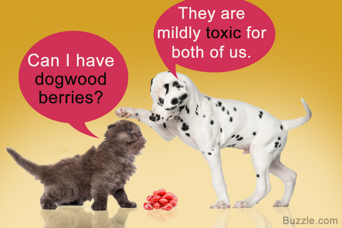 Dogwood Berries Safe for Dogs and Cats 