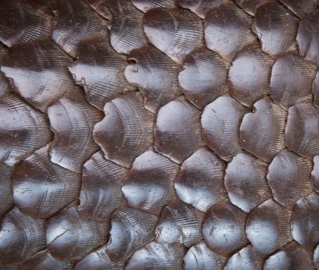 Extremely Enchanting Facts About Pangolins You Should Know