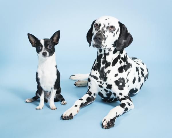 Dogs with black spots