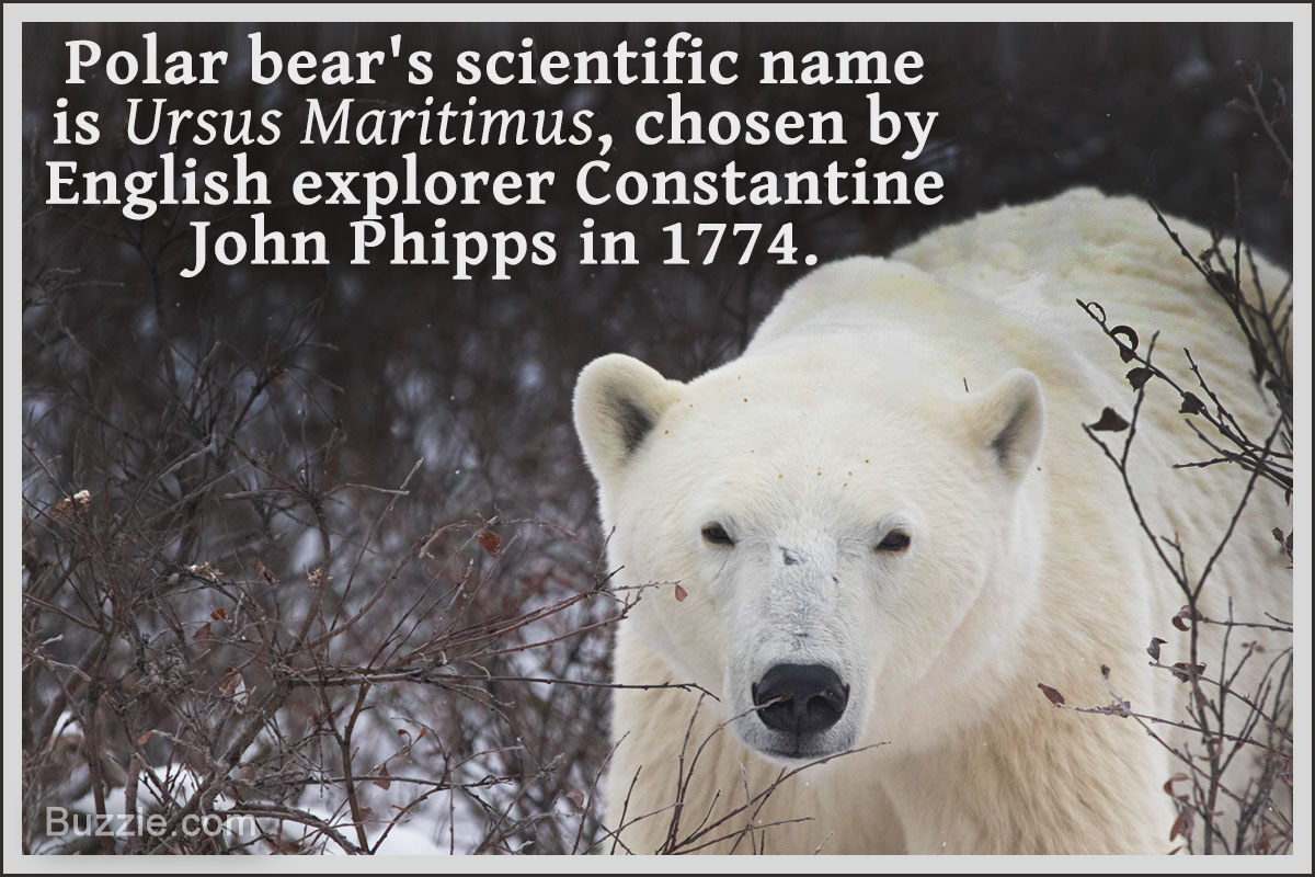 Tingly Facts About Polar Bear That Kids Will Love to Read ...