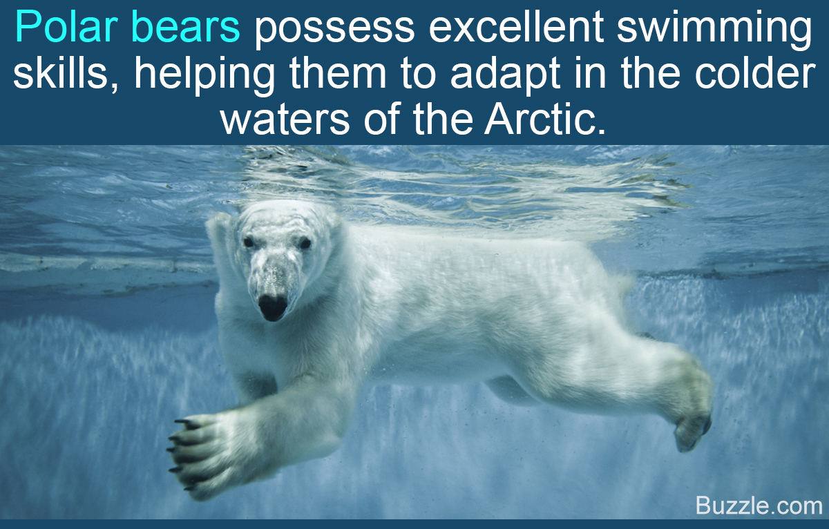 Fiercely Interesting Facts About Polar Bears