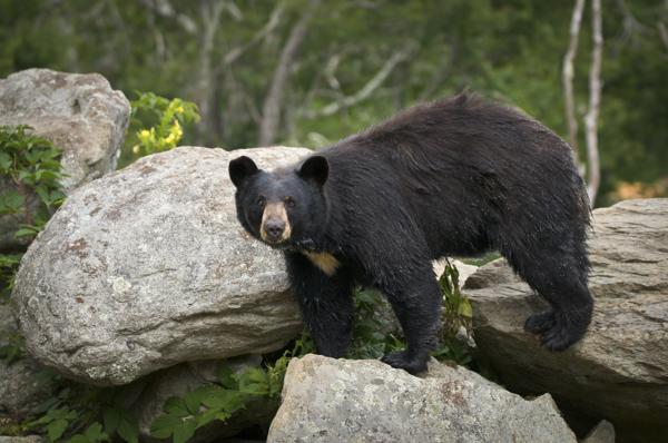 Black Bear Wildlife in North Carolina Mountains