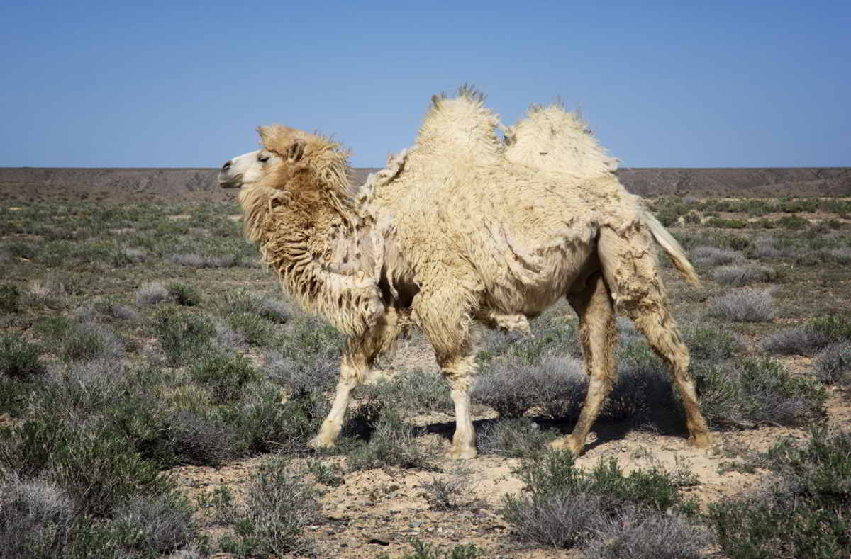 Download Unique Facts About the Gobi Desert That'll Make You Go Wow - Science Struck