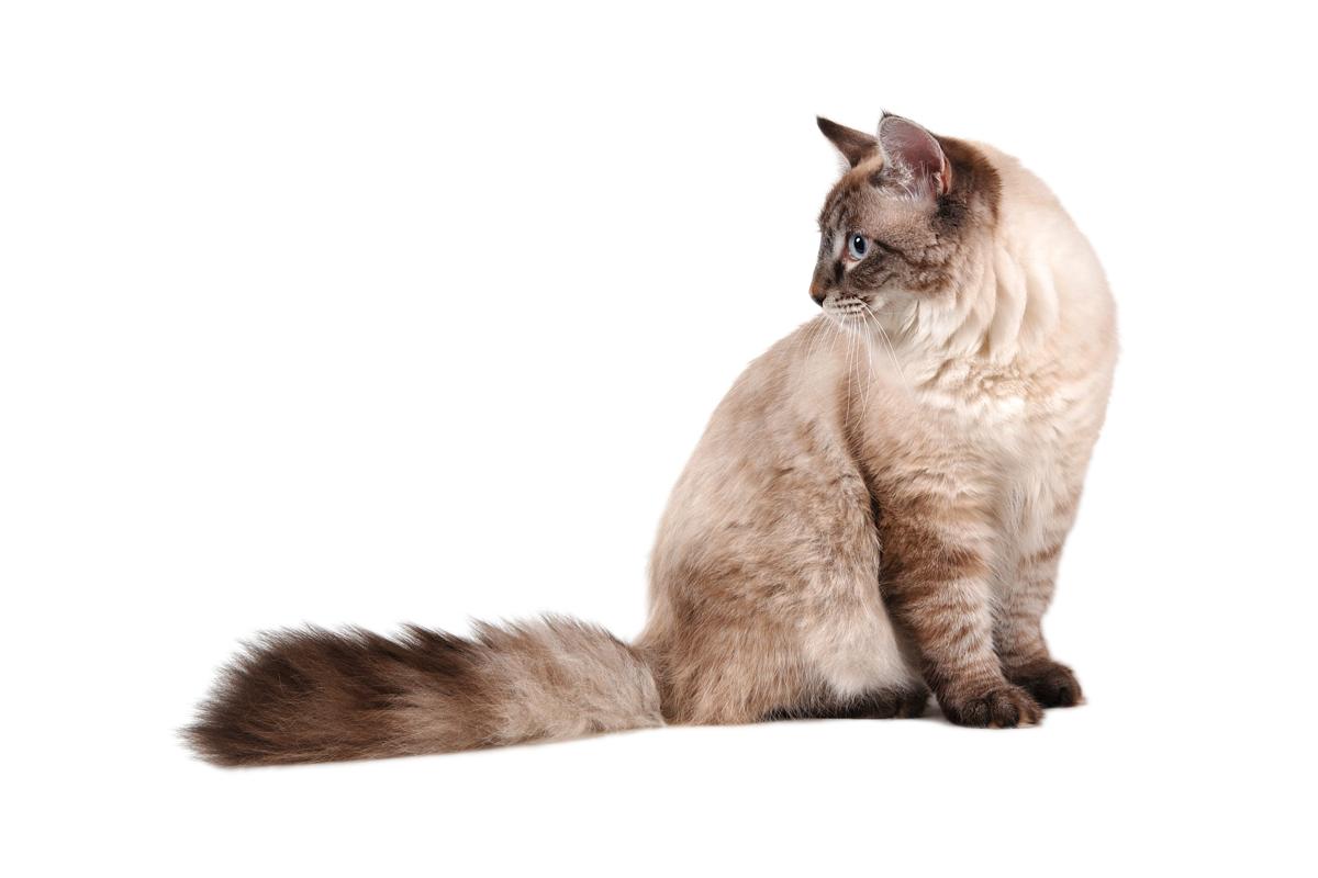 Hypoallergenic Cats  are a Paw radise for Allergic Cat  