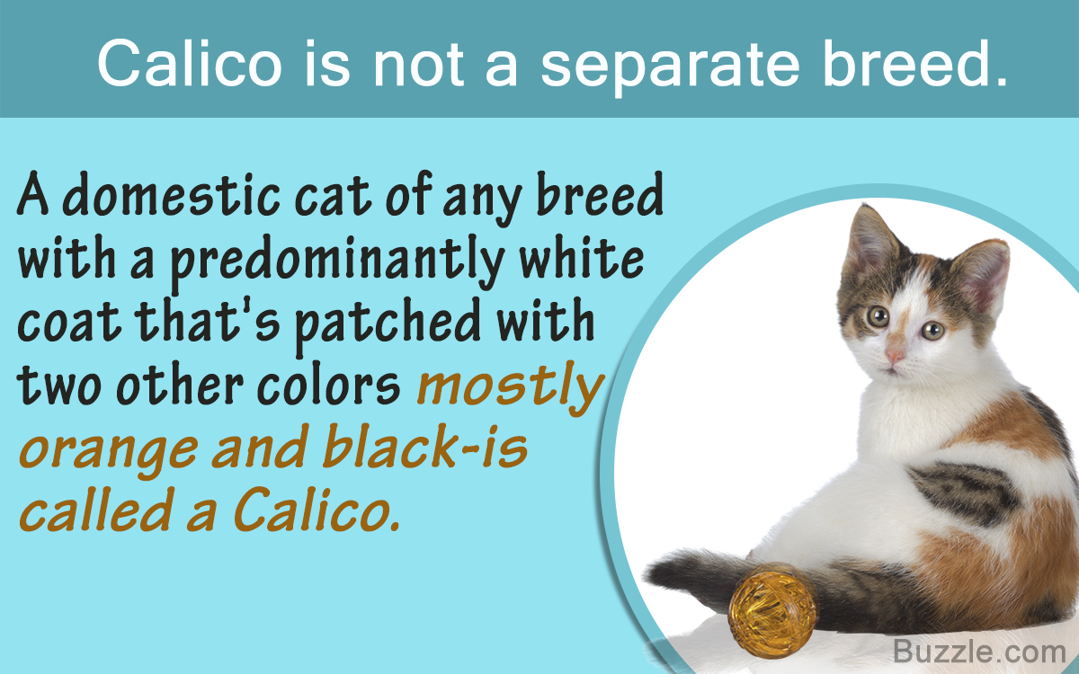 fun facts about calico cats