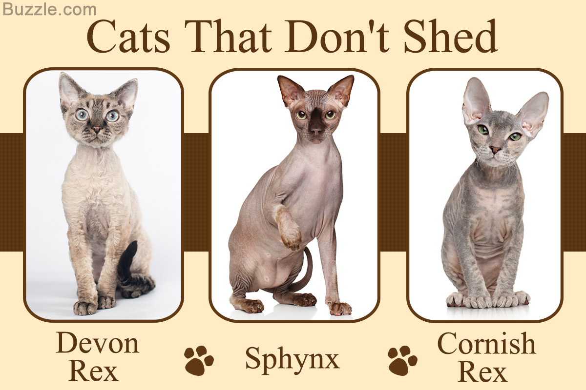 These 5 Cat Breeds That Don't Shed are Cat-astrophically Cute