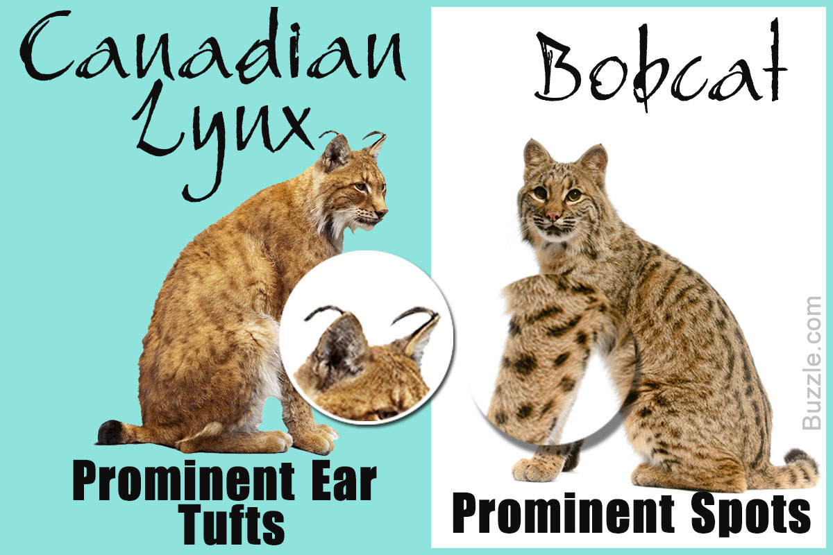 Bobcat перевод. Bobcat Lynx. Lynx vs Bobcat. Lynx Bobcat отличия. Бобкэт Рысь.