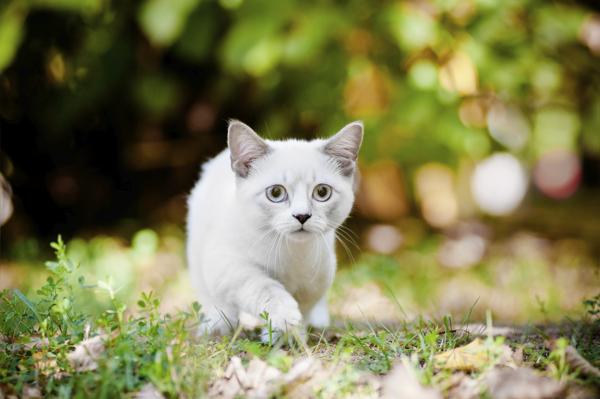 Munchki Kitten Cat Walking in Garden