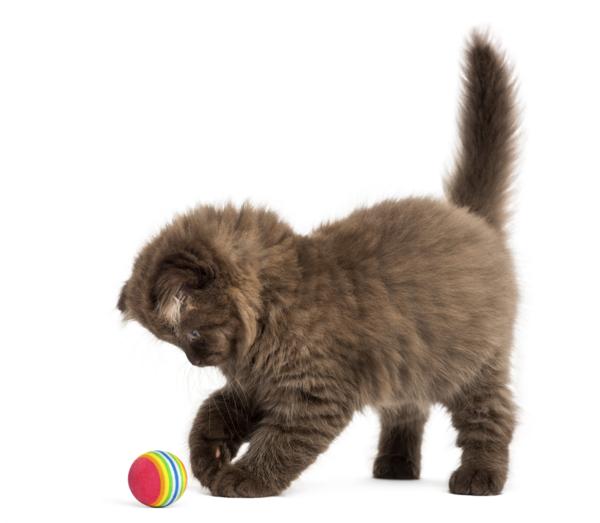 cat playing with ball