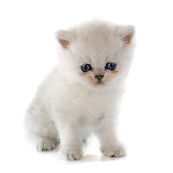 Kitten Exotic Shorthair Cat