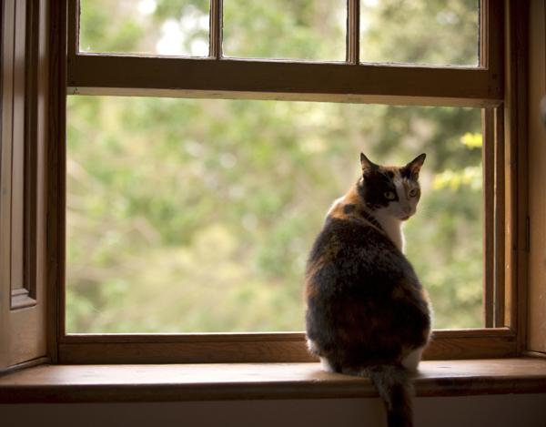 cat sitting in window