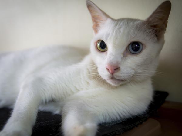 White Odd Eyes Siamese Cat