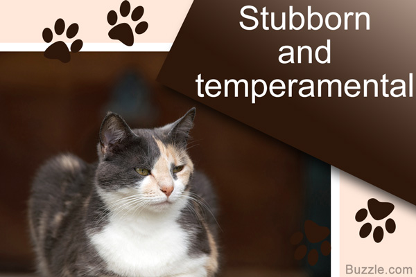 stubborn and temperamental