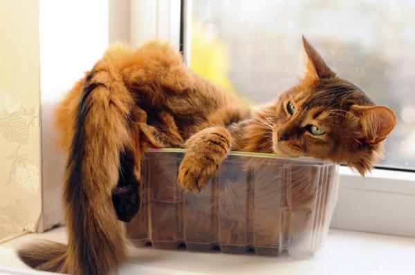 cat in container