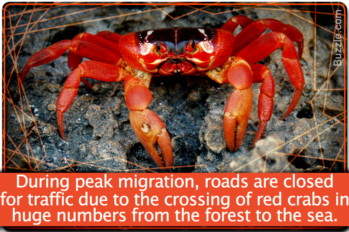 Amazing Facts About Red Crab Migration That Will Make You Go Wow - Animal Sake