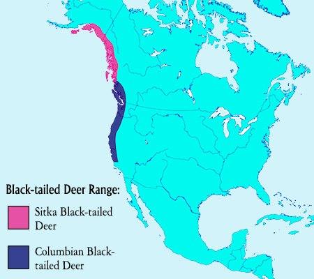 Absolutely Delightful Facts About the Black-tailed Deer - Animal Sake