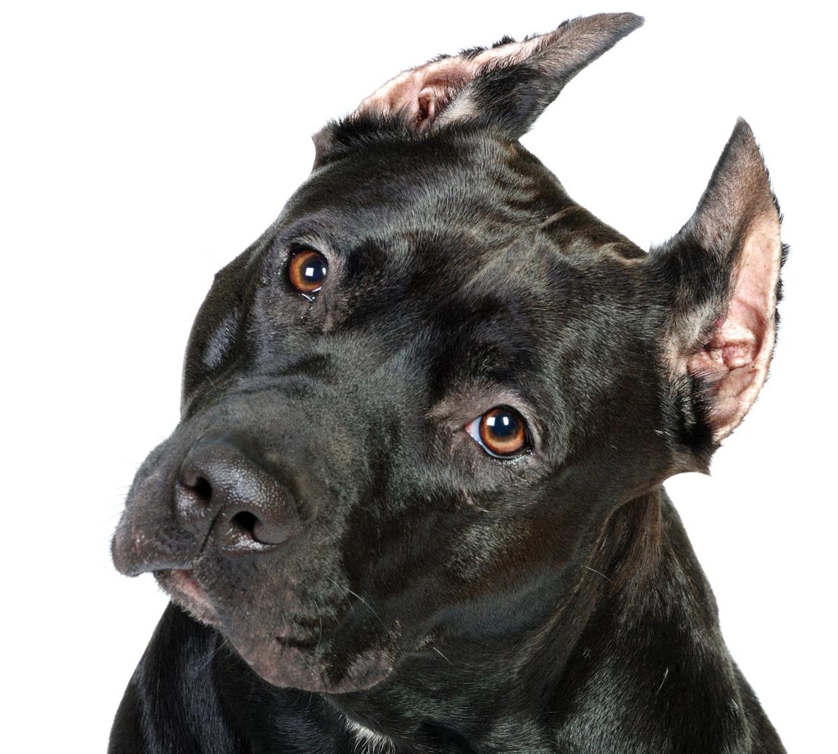 The True Purpose of Ear Cropping in Pit Bulls and Its Pros ...