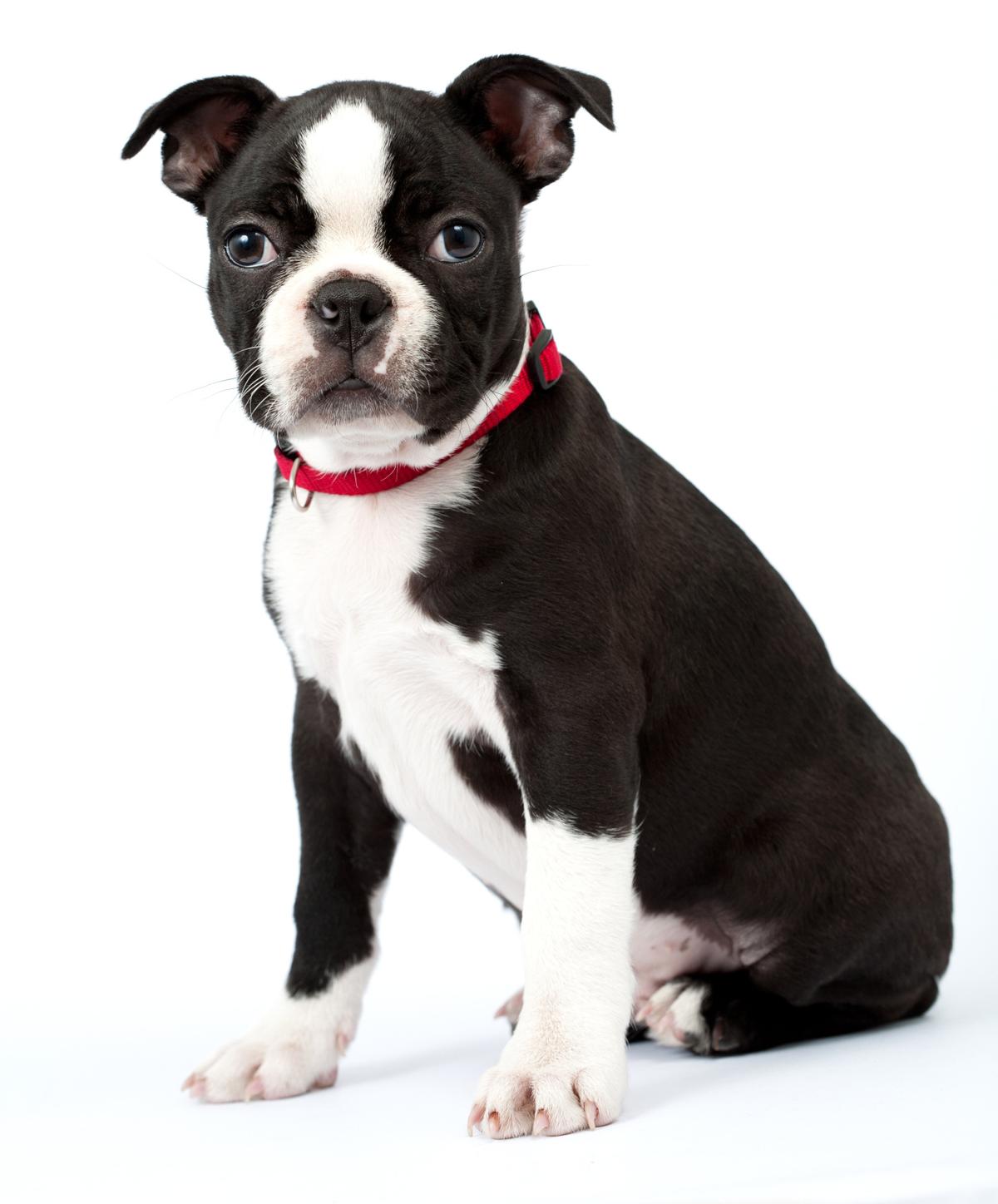 Mind Blowing Facts About The Boston Terrier Chihuahua Mix Bo Chi