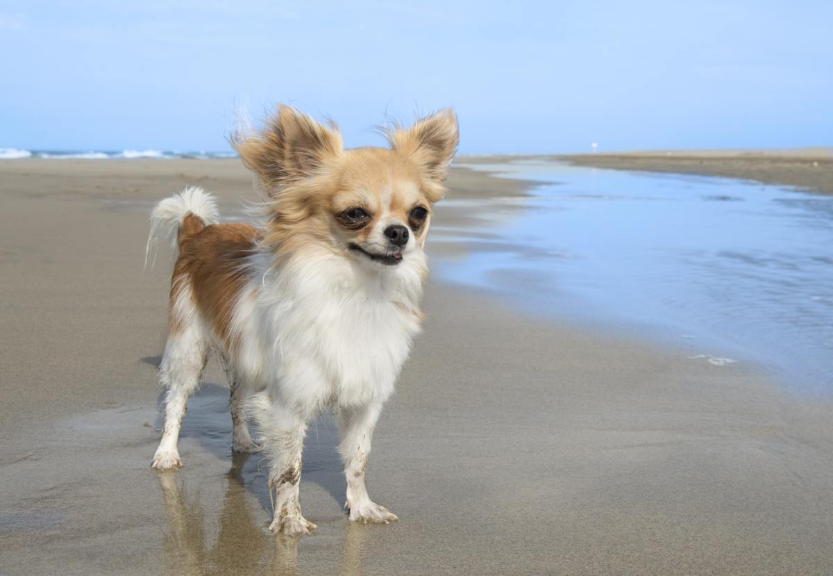 Fantastic Information About The Maltese Chihuahua Mix Malchi