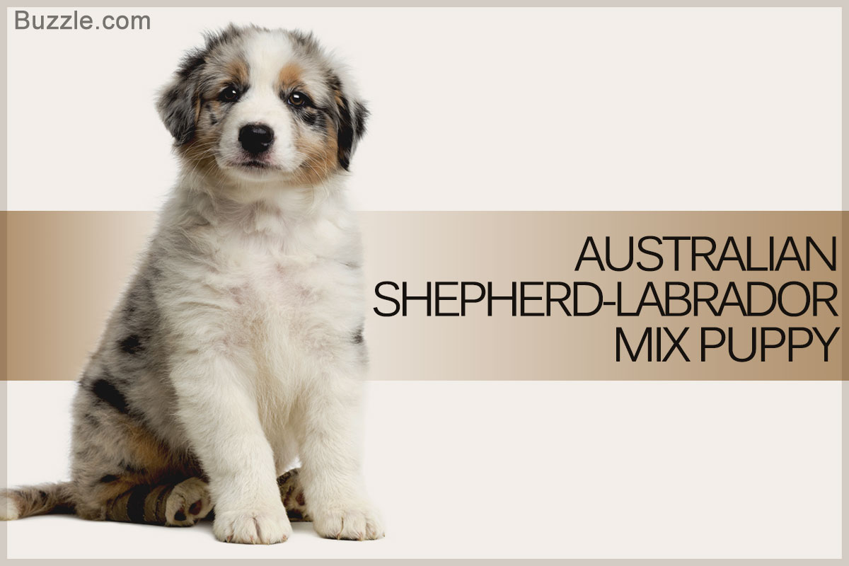 Mini Australian Shepherd Lab Mix 99 Degree