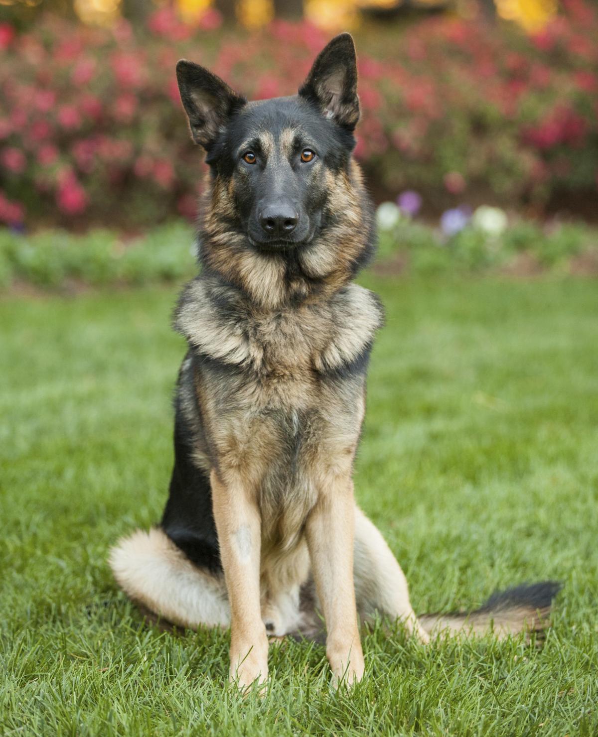 Want Information About the Great Dane-German Shepherd Mix? Read This