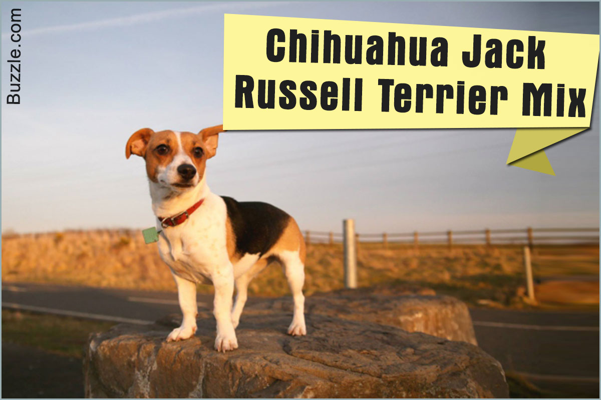 The Good And Not So Good Traits Of Chihuahua Terrier Mix Breeds