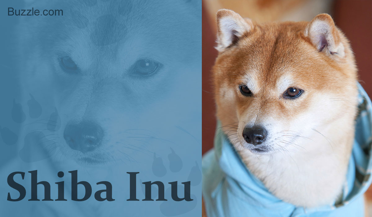 12 Dog Breeds That Look Like Foxes And Are Devilishly Handsome