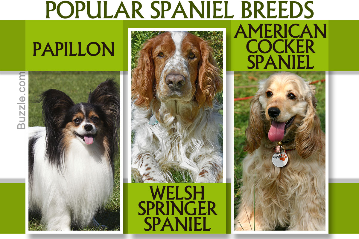 An Exhaustive List of Spaniel Breeds With Pictures - DogAppy