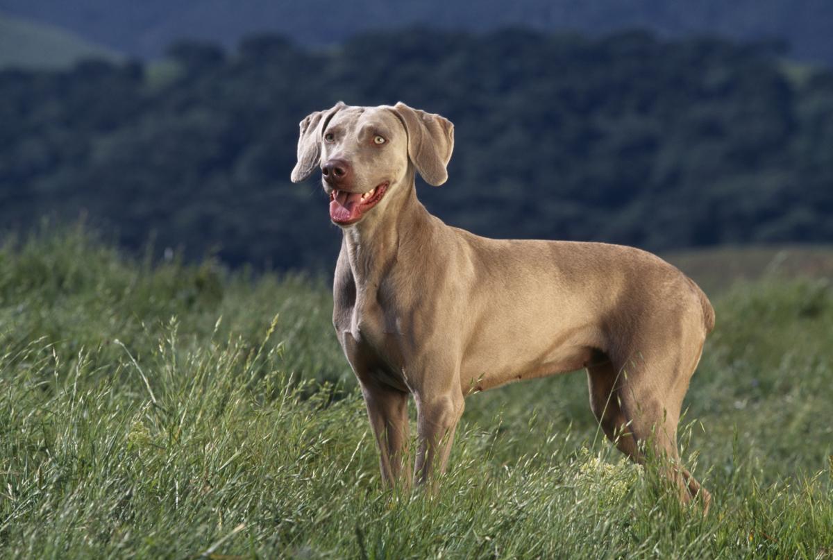 Information About the Really Rare Weimaraner-Lab Mix (Labmaraner) - DogAppy